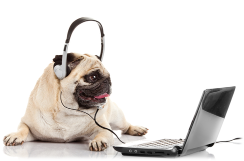 pug on laptop